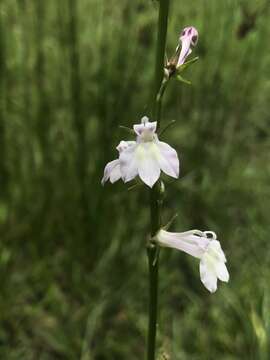 صورة Lobelia floridana Chapm.