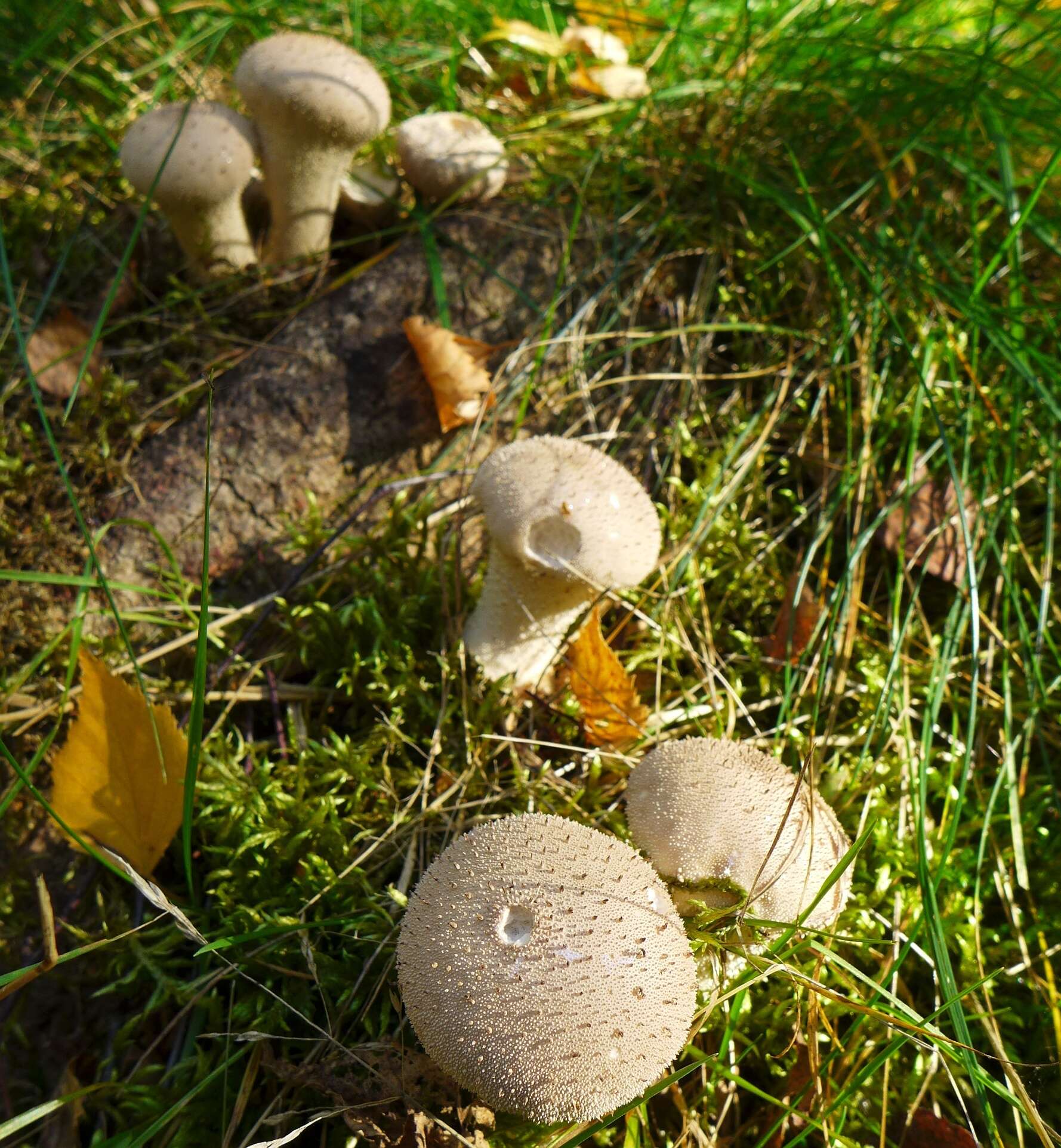 Image of common puffball