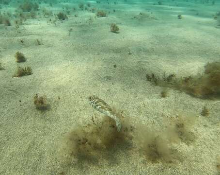 Image of Guinean Puffer