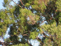Image of Tree Heath