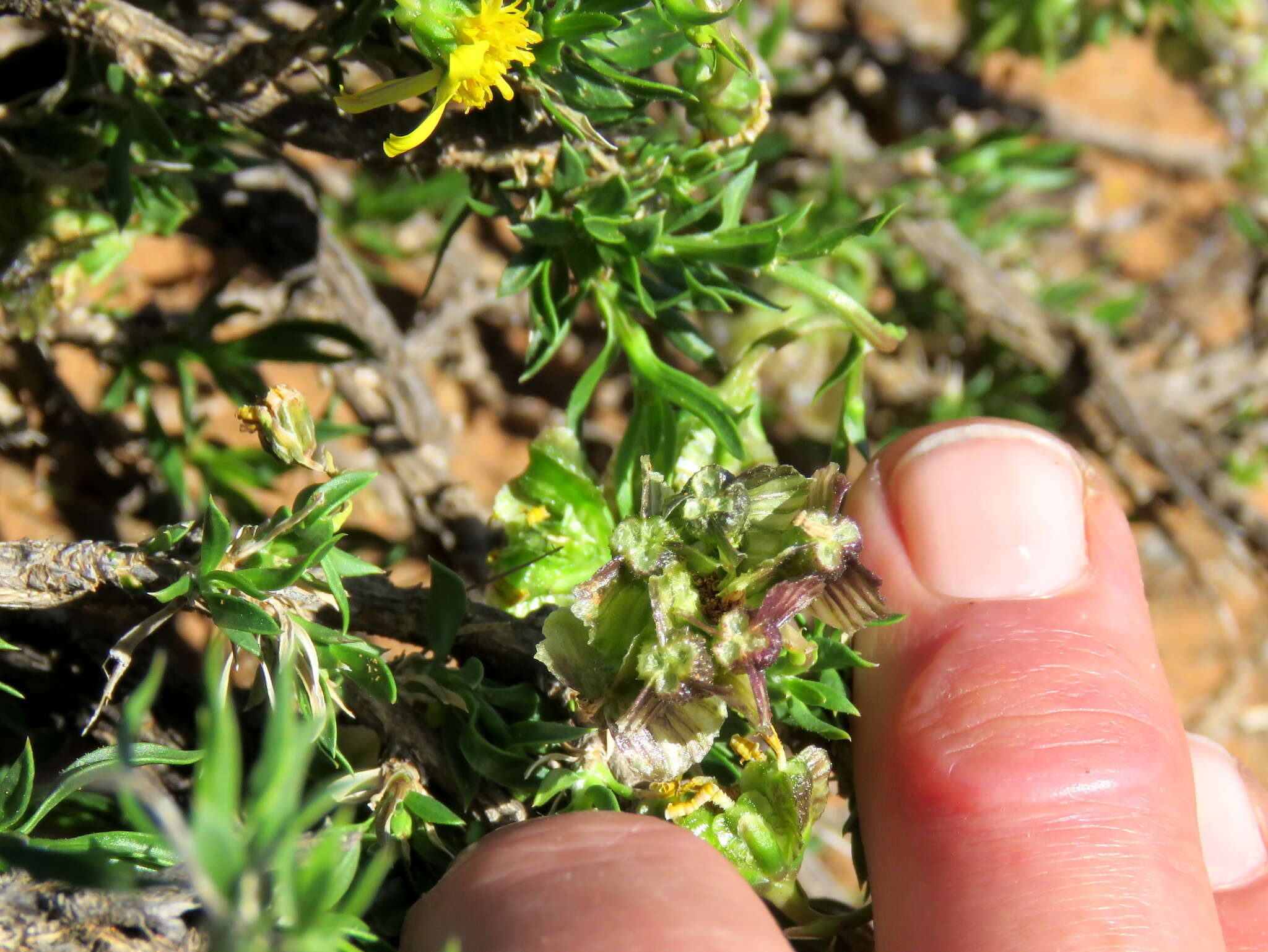 Image of Osteospermum microphyllum DC.