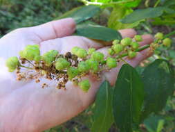 Image of Ceanothus integerrimus Hook. & Arn.