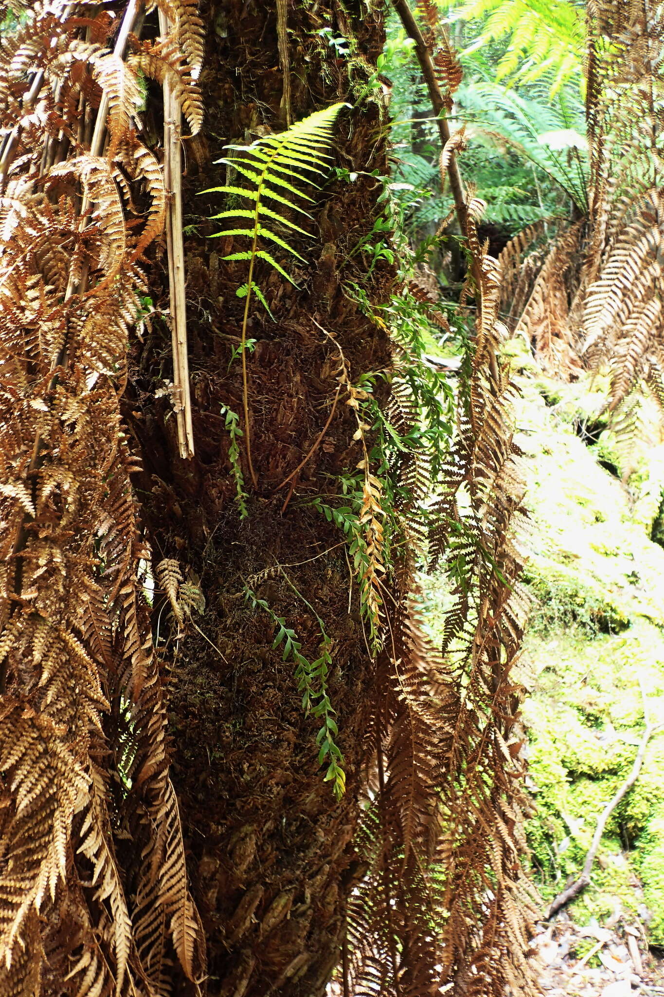 Image of Tmesipteris obliqua R. J. Chinnock