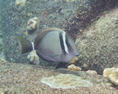 Image of Head-band Surgeonfish