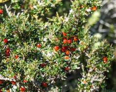 Image of Coprosma nitida Hook. fil.