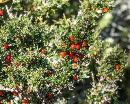 Image of Coprosma nitida Hook. fil.