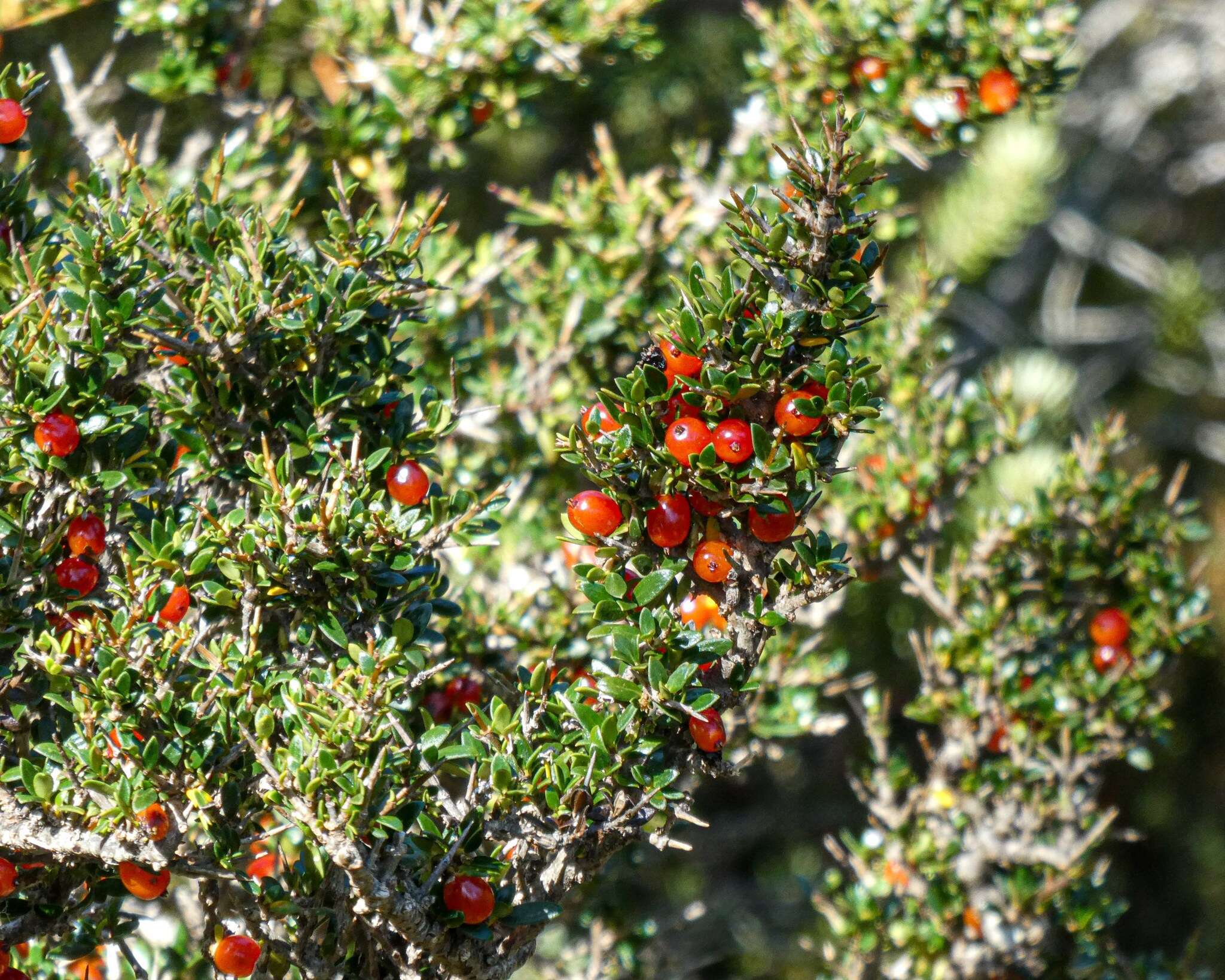 Image of Coprosma nitida Hook. fil.