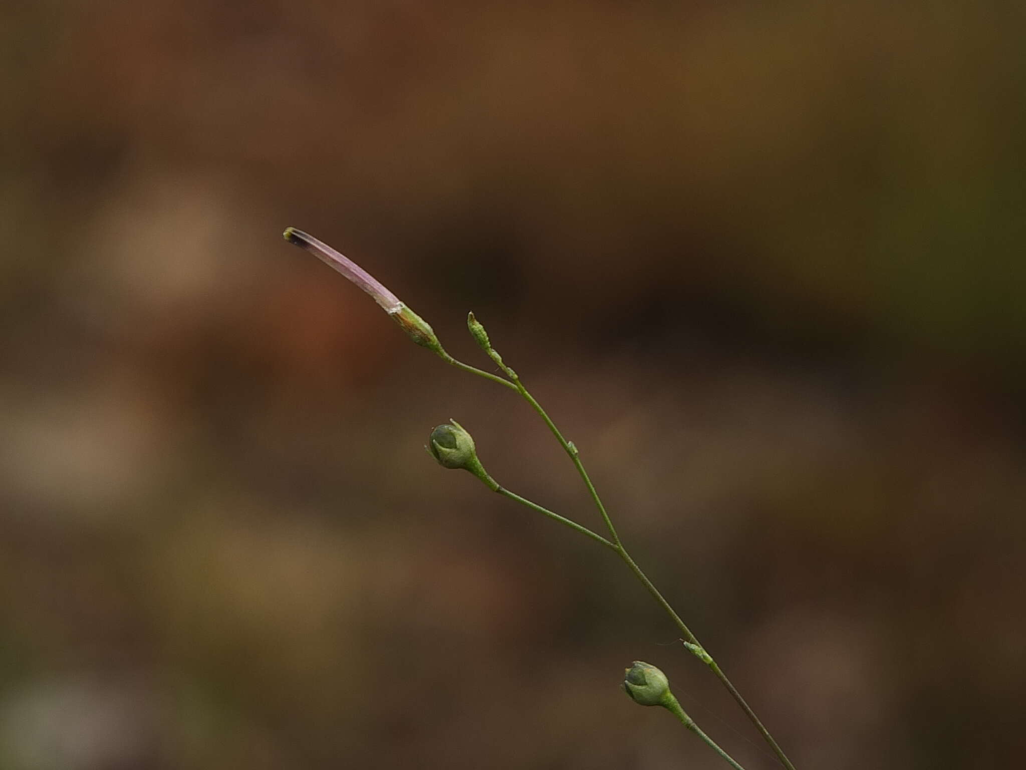 Image of Schwenckia americana L.