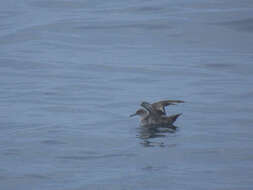 Image of Balearic Shearwater