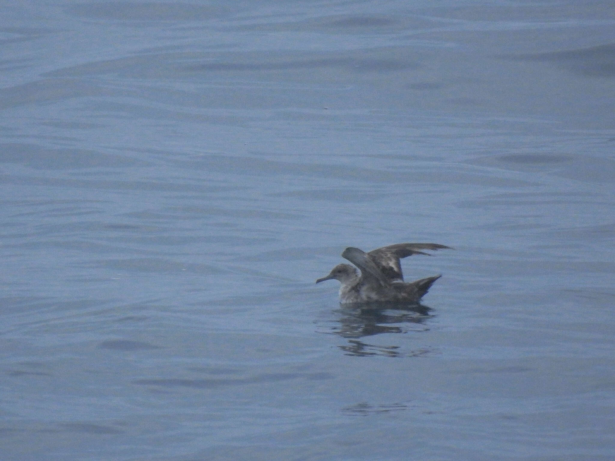 Image of Balearic Shearwater