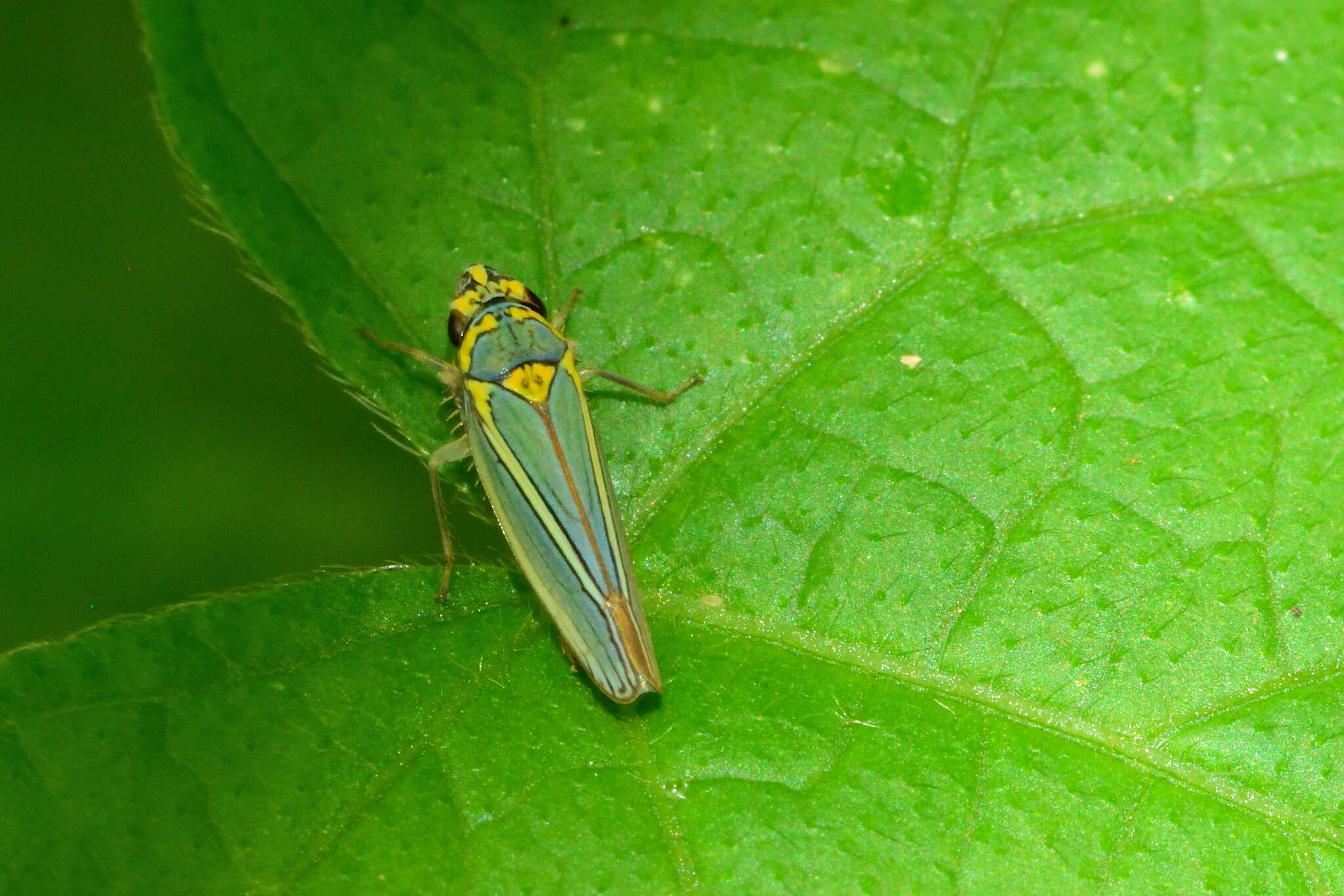 Image of Graphocephala aurolineata (Fowler 1900)