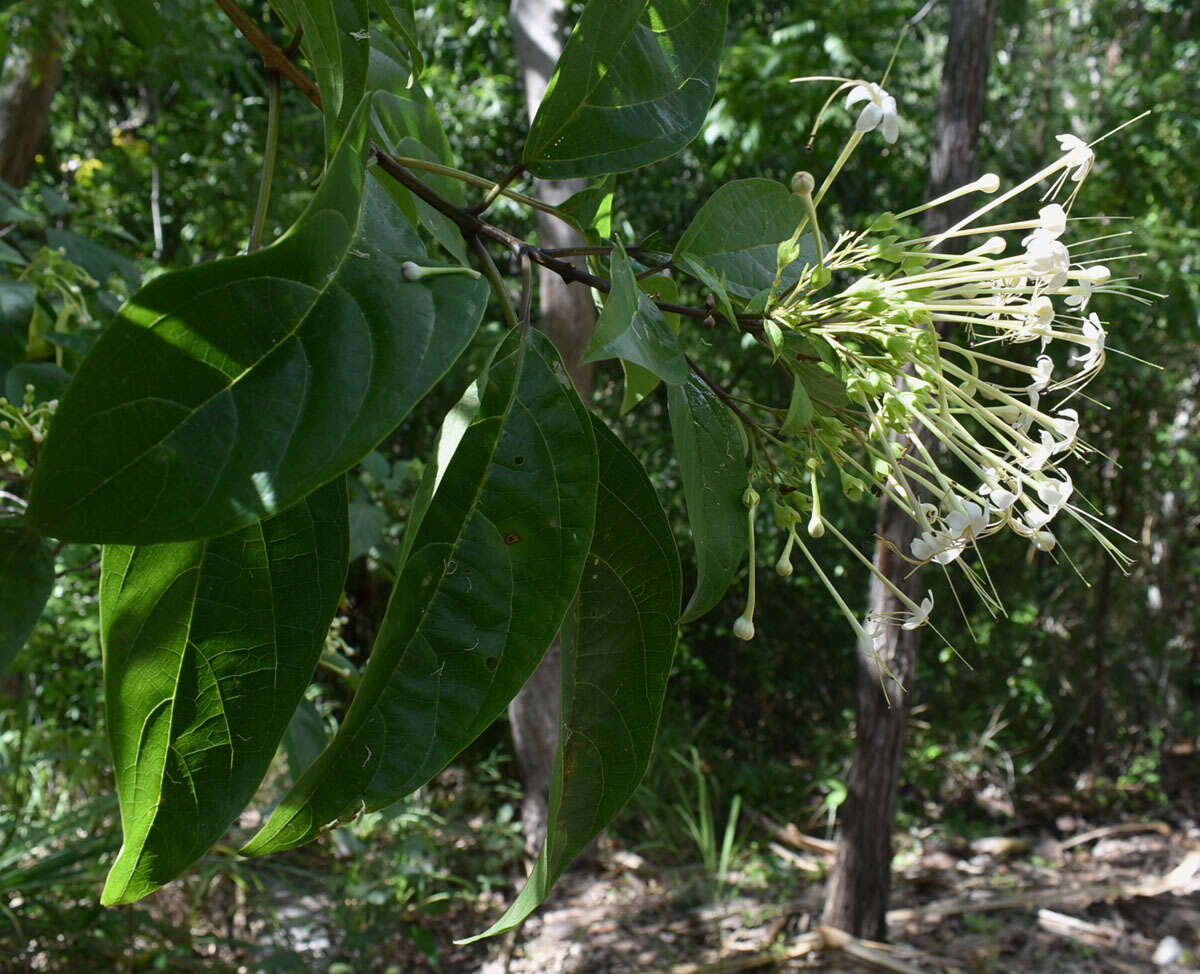 Image of Clerodendrum longiflorum var. glabrum Munir