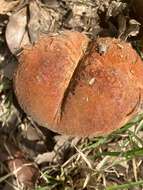 Image of Rugiboletus