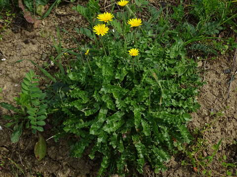 Image of Hyoseris radiata L.