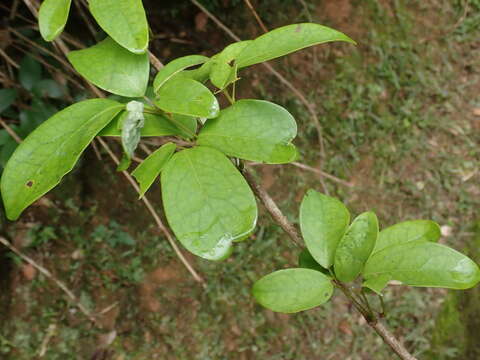 Image of Stauntonia obovata Hemsl.