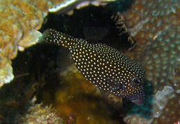 Image of Spotted boxfish