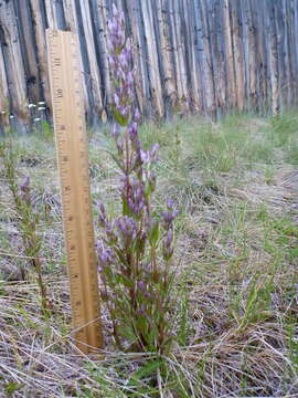 Image of autumn dwarf gentian