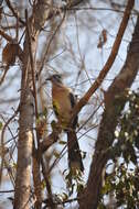 Image of Crested Coua