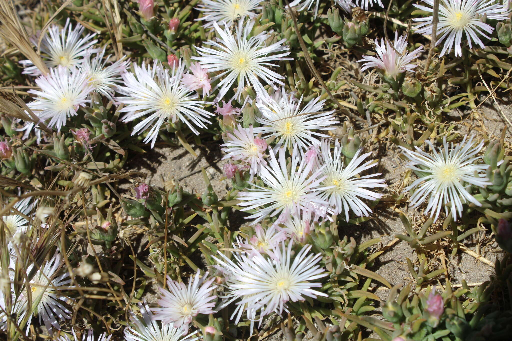 Image of Mesembryanthemum canaliculatum Haw.