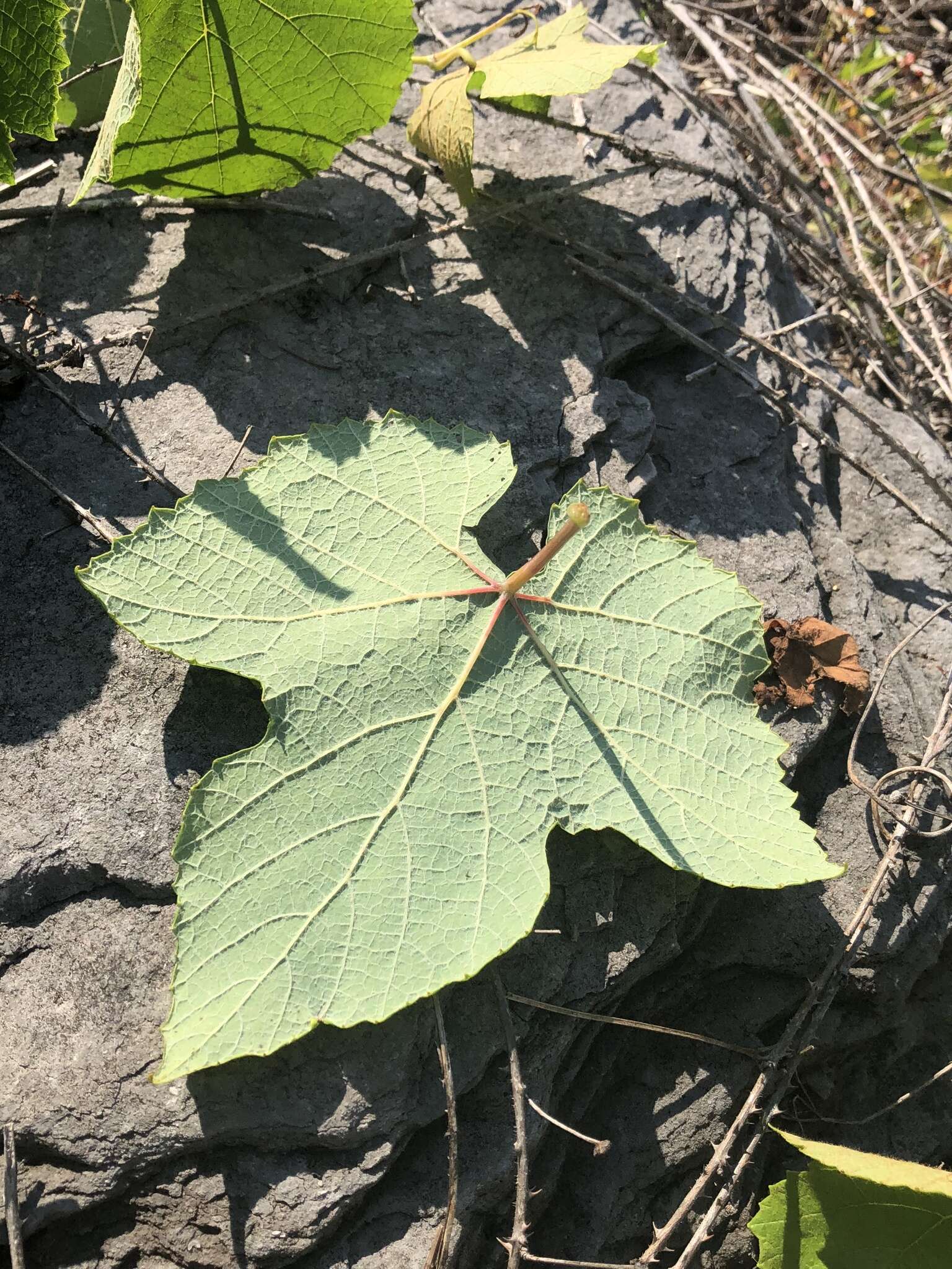 Image of Vitis aestivalis var. aestivalis