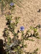 Image of Halgania andromedifolia Behr & F. Müll. ex F. Müll.