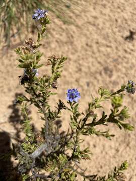 Image de Halgania andromedifolia Behr & F. Müll. ex F. Müll.