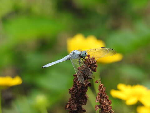 Слика од Orthetrum lineostigma (Selys 1886)