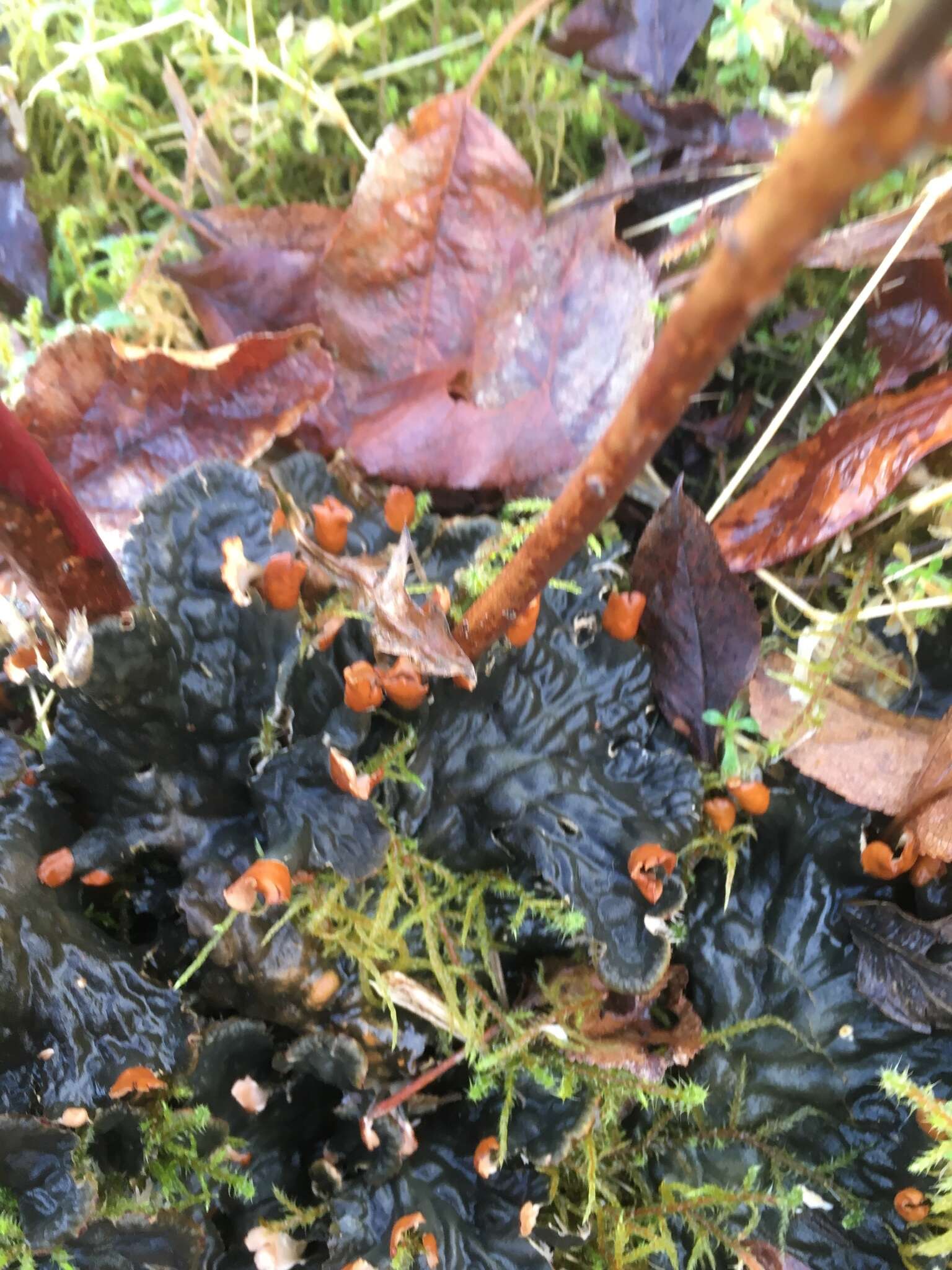 Image of membraneous felt lichen