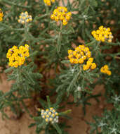 Слика од Achillea tenuifolia Lam.