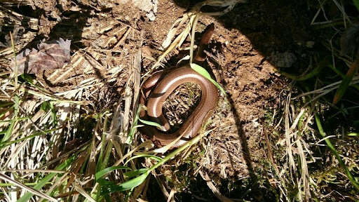 Image of Slow worm