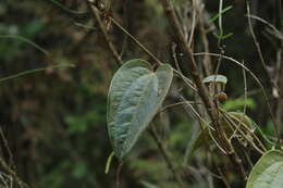Image of Smilax tomentosa Kunth