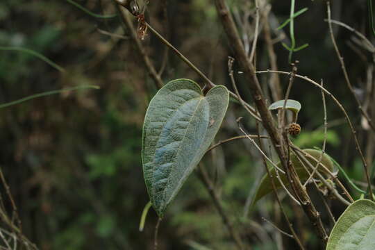 Smilax tomentosa Kunth resmi