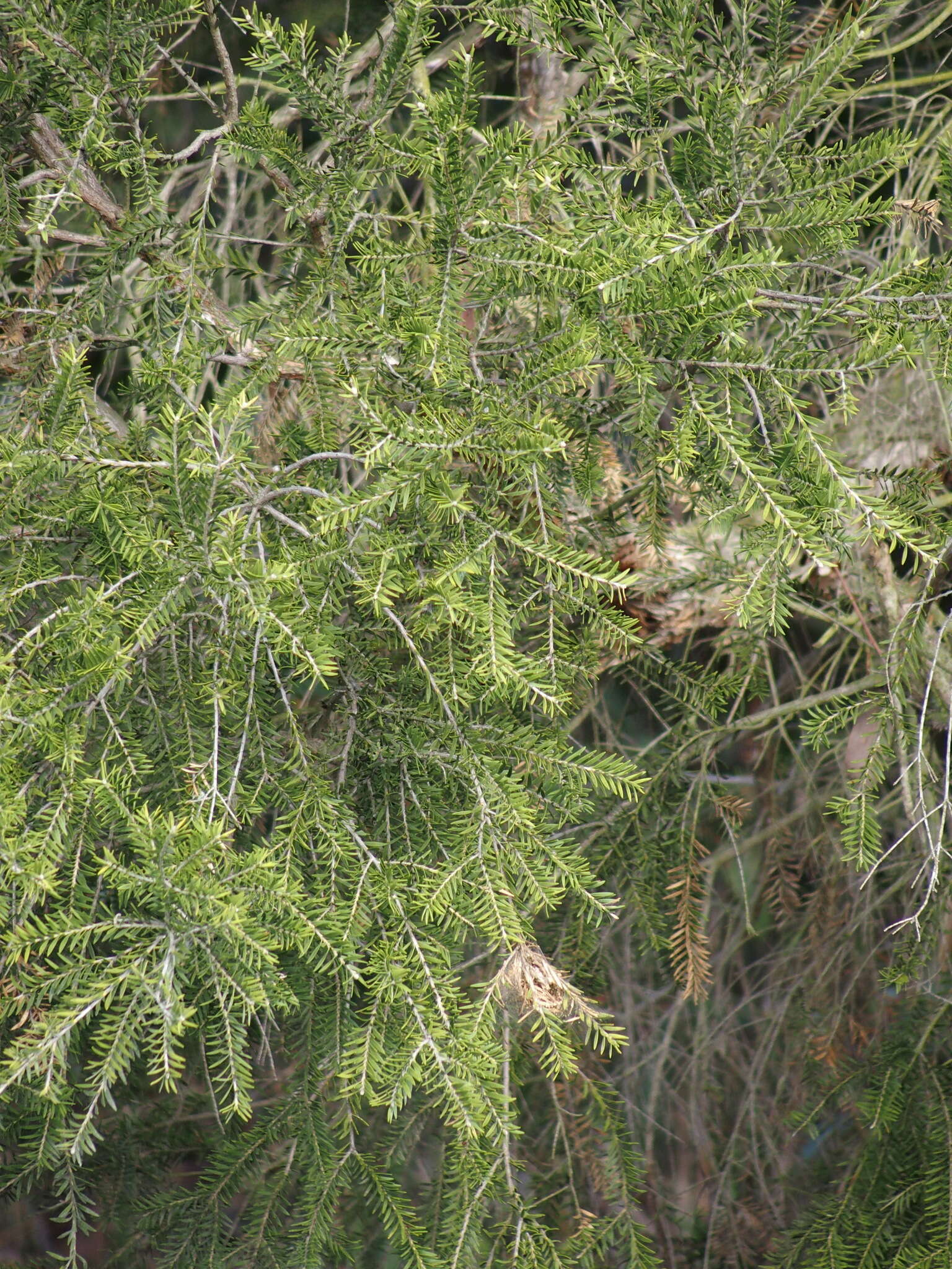 Imagem de Melaleuca preissiana Schau.