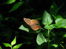 Imagem de Junonia lemonias aenaria Fruhstorfer 1912