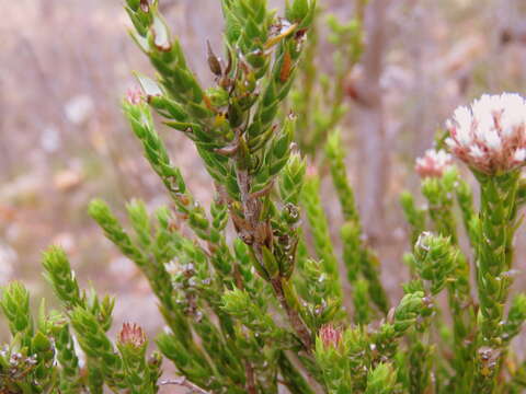 Image of Metalasia pulcherrima pallescens (Harv.) Karis