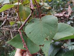 Image of Actinidia chinensis var. setosa H. L. Li