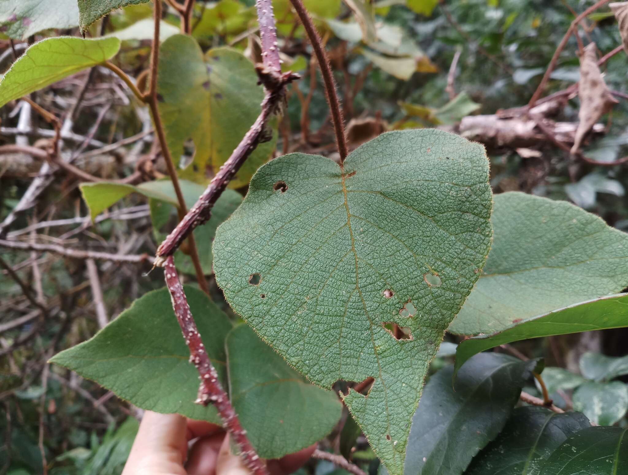 Image of Actinidia chinensis var. setosa H. L. Li