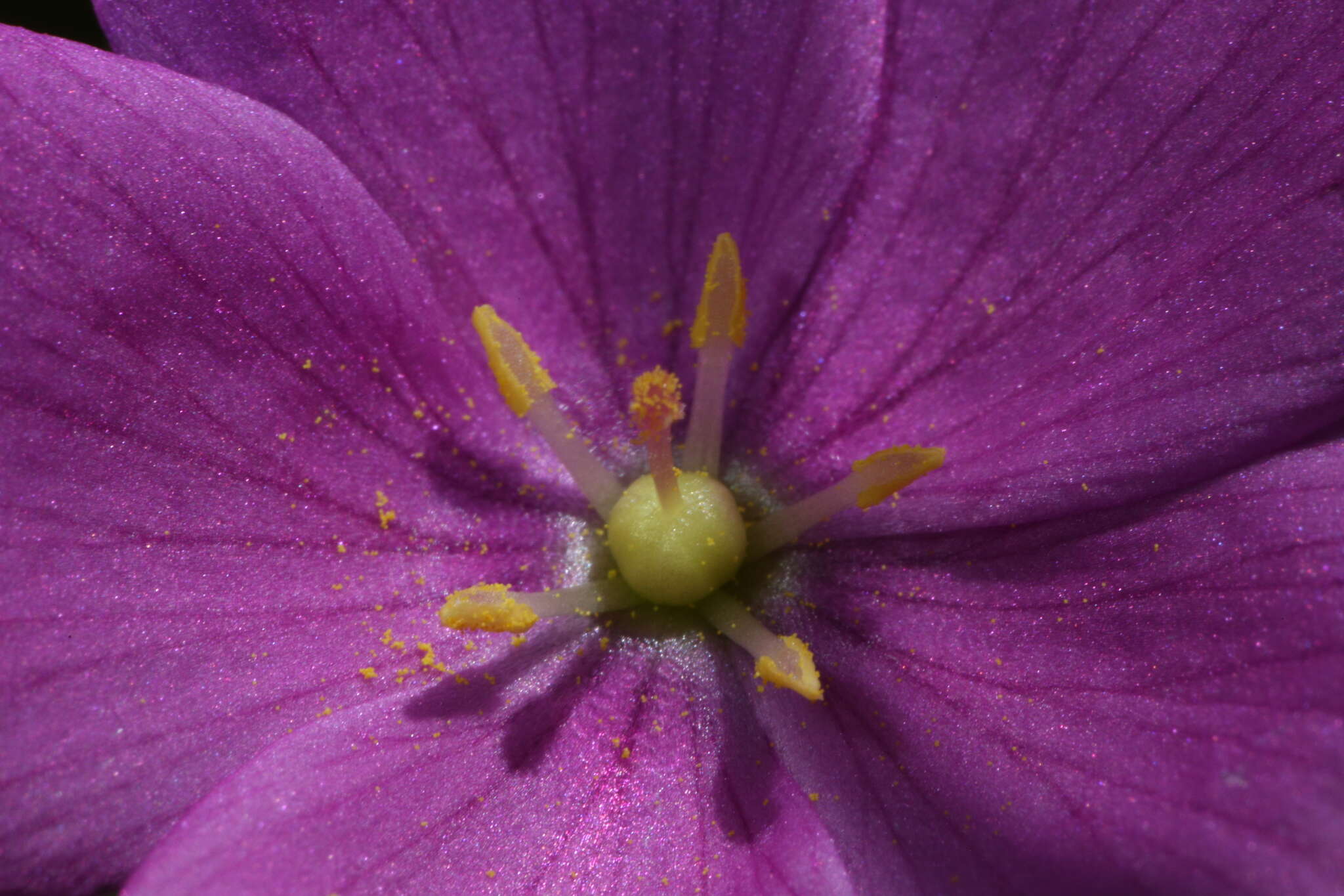 Image of Drosera hamiltonii C. R. P. Andrews