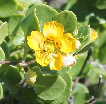 Image of Roepera foetida (Schrad. & J. C. Wendl.) Beier & Thulin