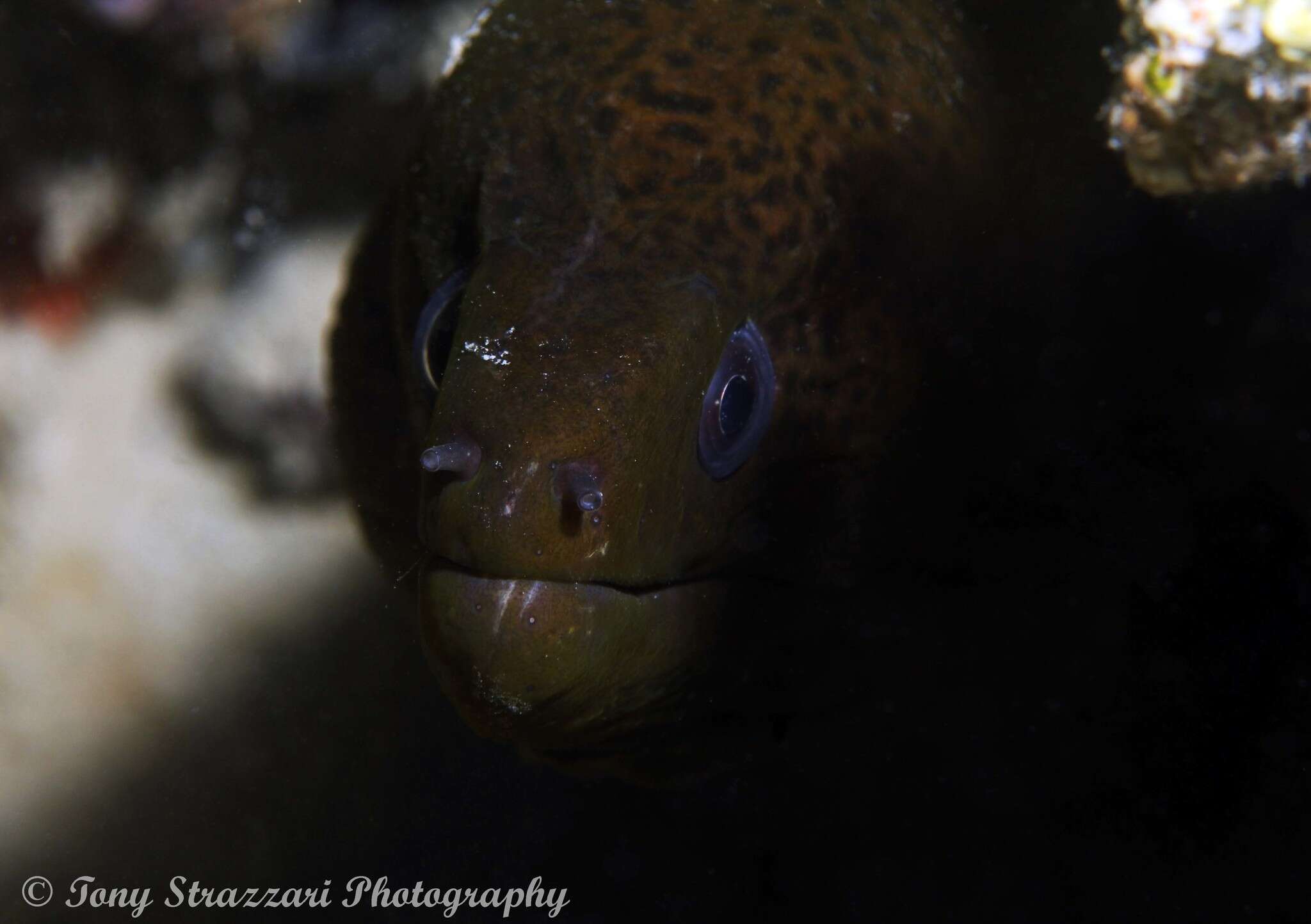 Image of Giant moray