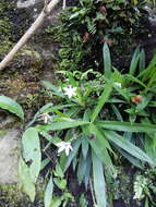 Image de Xerophyta elegans (Balf.) Baker