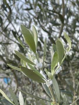 Image of Olive psyllid