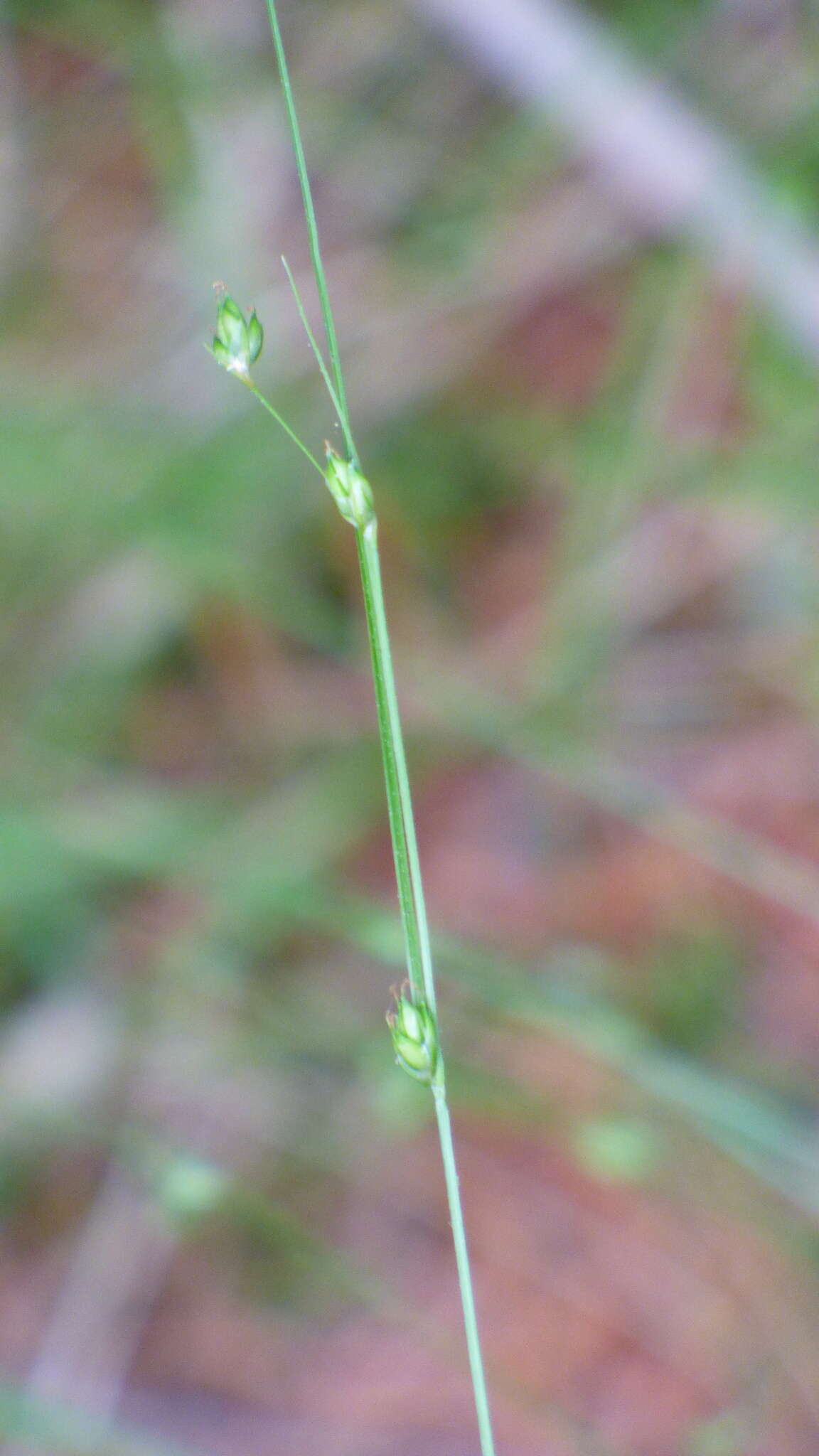 Image of Three-fruit sedge