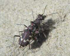 Image of Dune tiger beetle