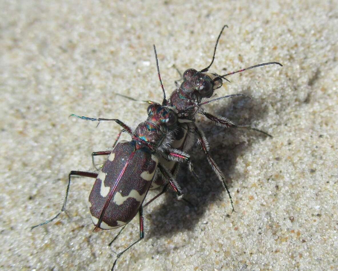 Image of Dune tiger beetle