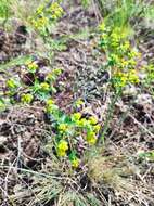 Image of Euphorbia stepposa Zoz ex Prokh.