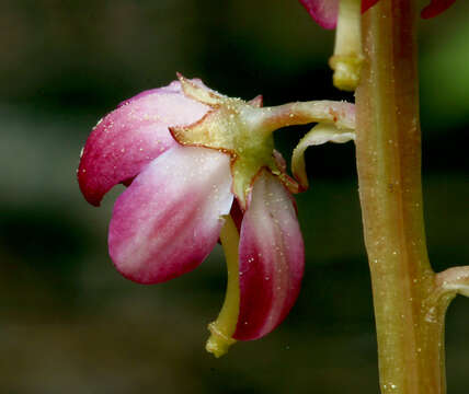 Image de Pyrola asarifolia subsp. asarifolia