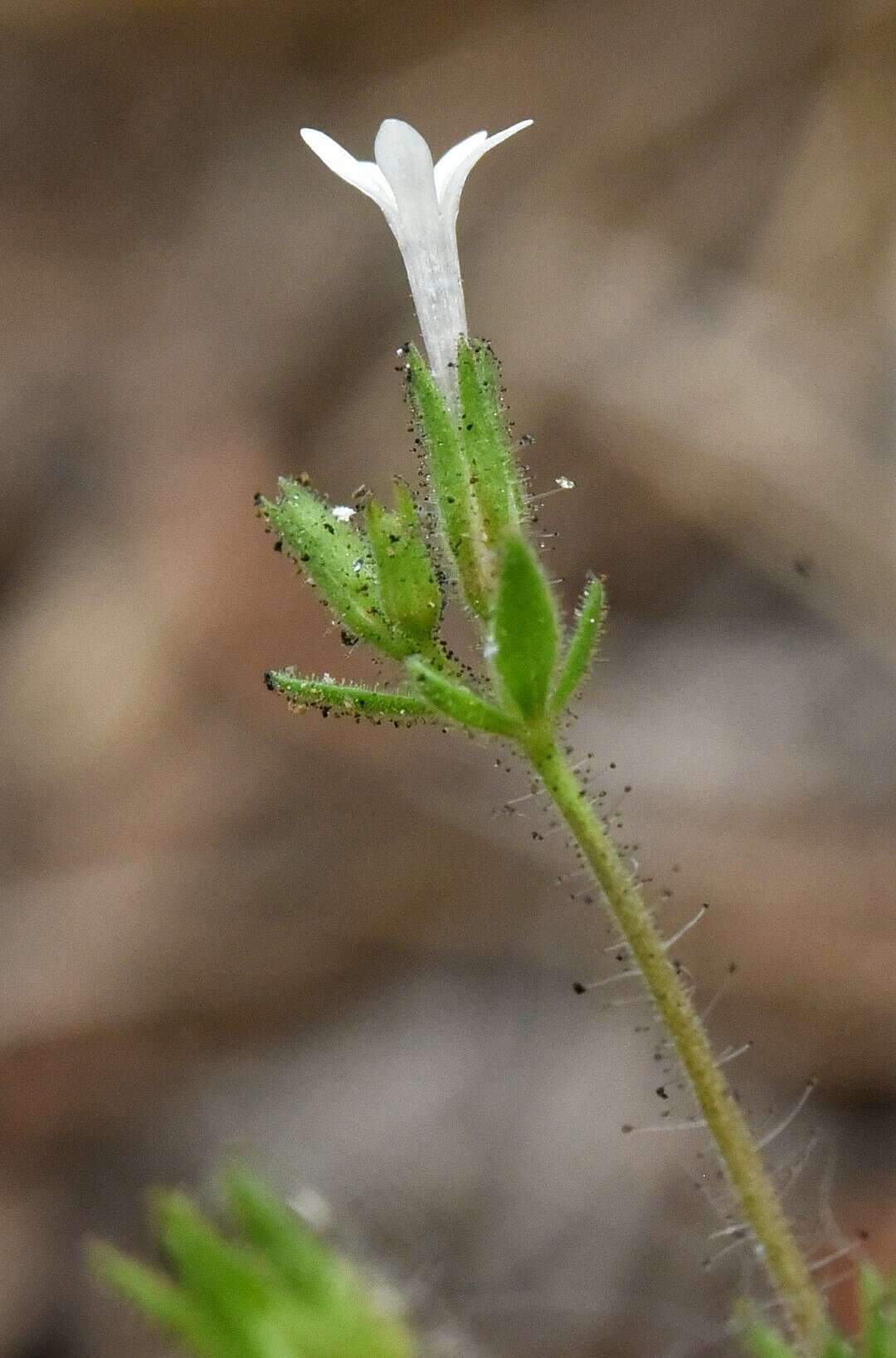 Plancia ëd Allophyllum integrifolium (A. Brand) A. D. & V. E. Grant