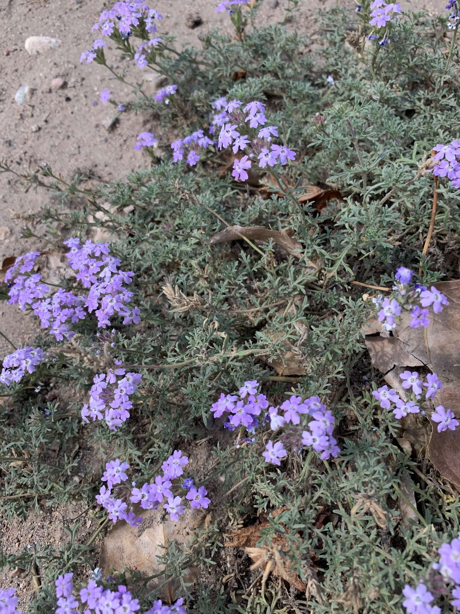 Image de Glandularia tenera (Spreng.) Cabrera