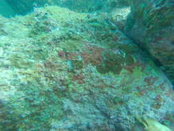 Image of hump coral